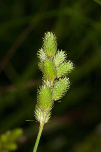 Carex tribuloides #17